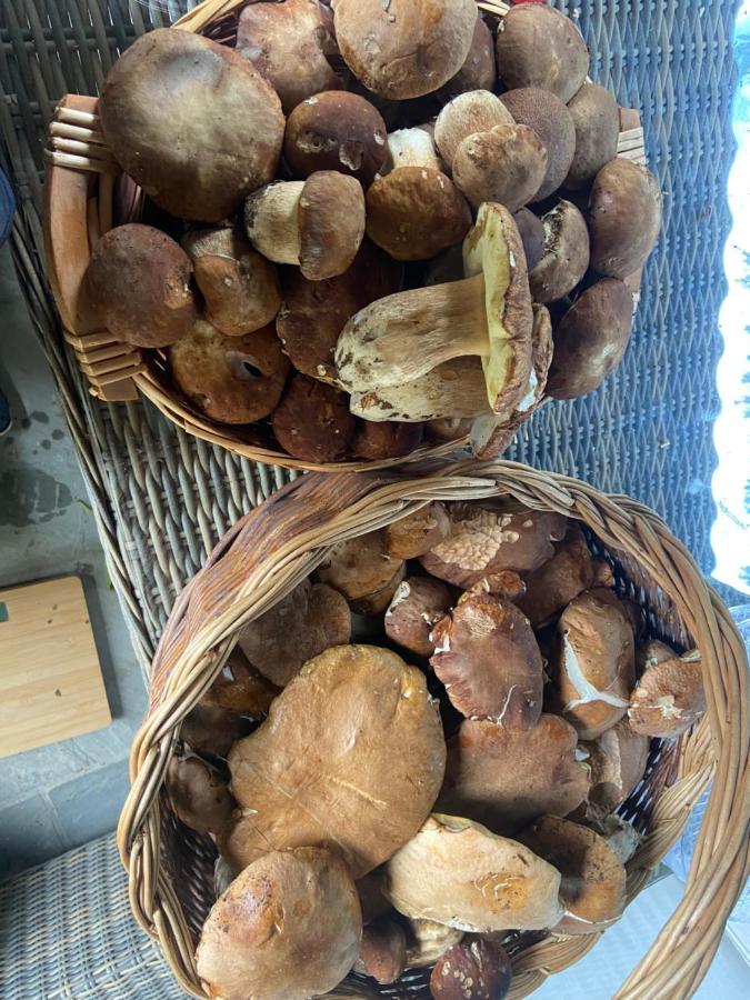Agriturismo Cergallina Vernasca 外观 照片